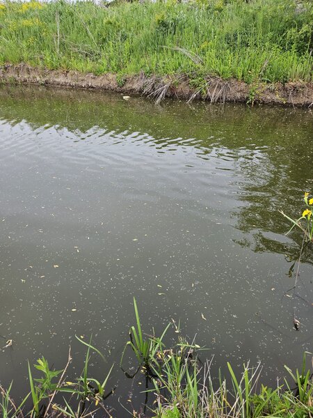 Snagov, Ghermanesti DJ101b